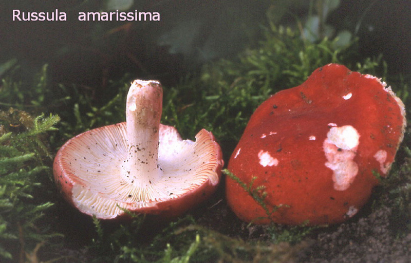 Russula amarissima-amf1742.jpg - Russula amarissima ; Syn: Russula lepida var.amara ; Nom français: Russule très amère